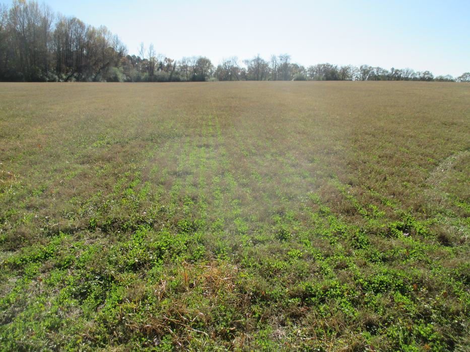 Alfalfa Interseeded into Bermudagrass