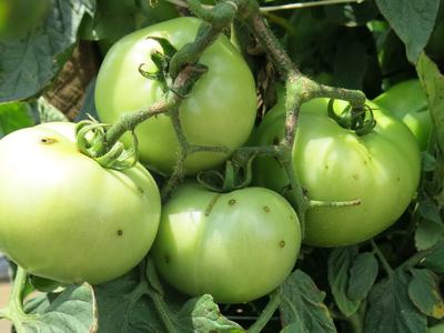 Bacterial spot on tomato fruit
