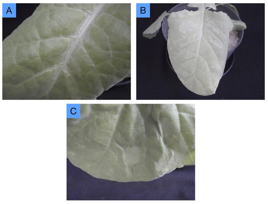 Beginning potassium deficiency