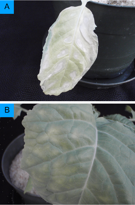 Sunken regions on leaf as a result of potassium deficiency