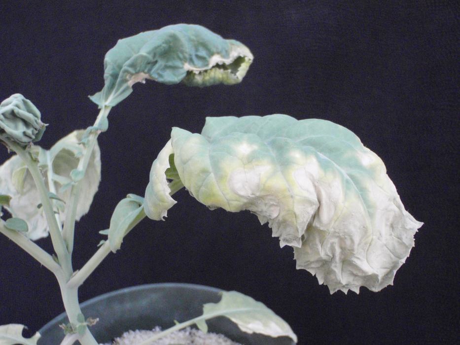 Potassium deficiency sunken tan spots