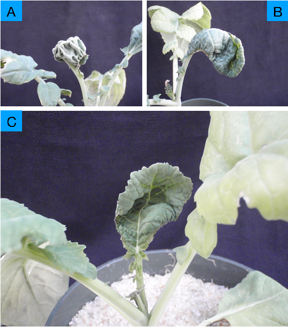 Advanced potassium deficiency