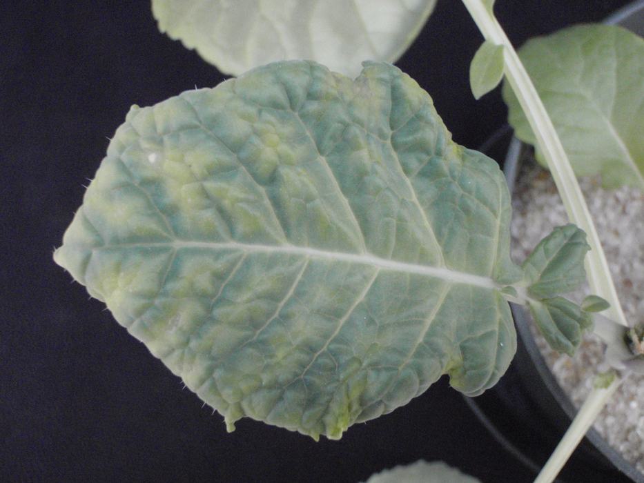 Interveinal symptoms of potassium deficiency