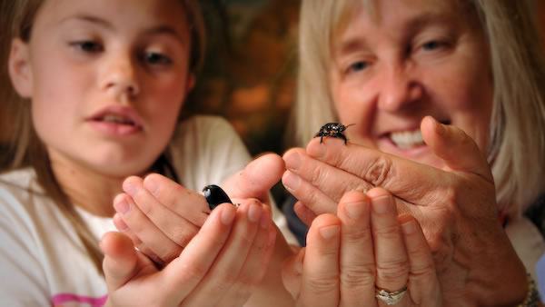 Meg Loman shows student bugs