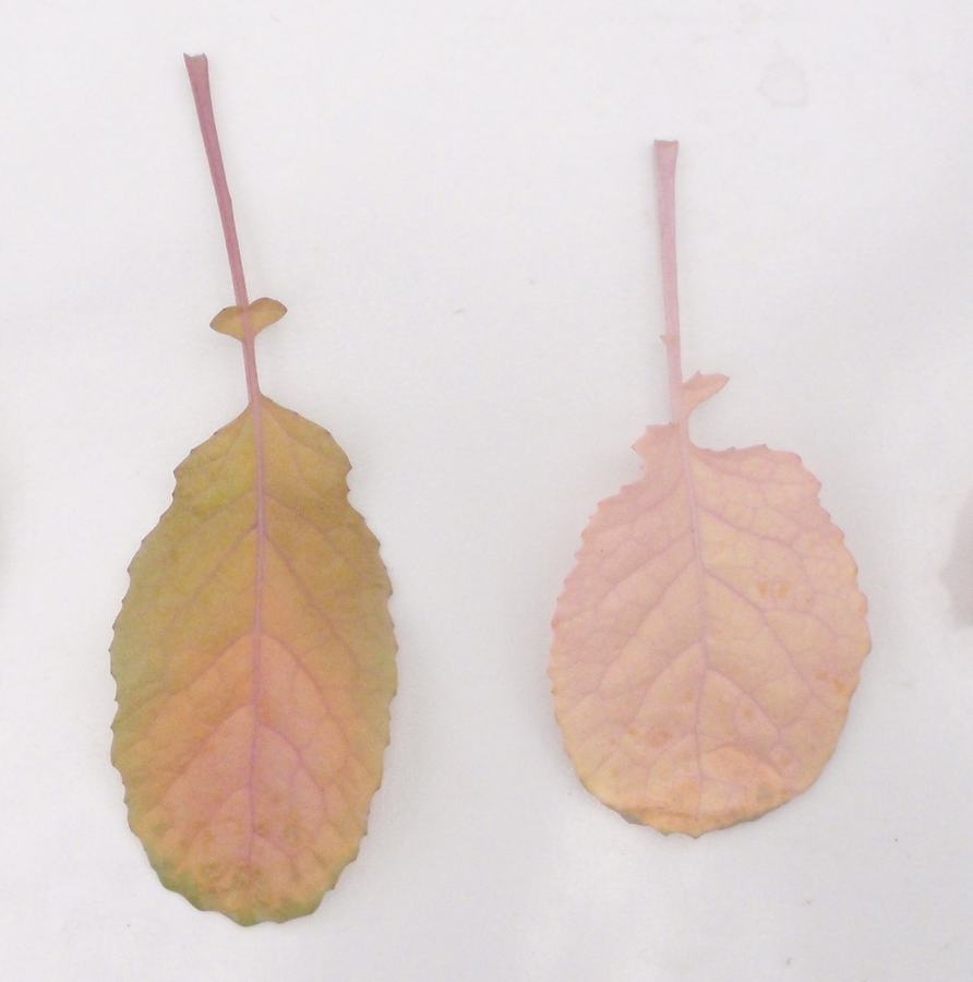Intermediate N deficiency