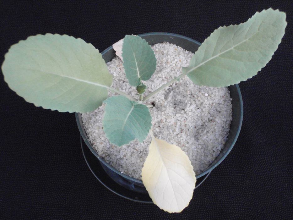 Progression of N deficiency