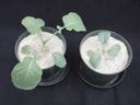 Phosphorus deficient plant with stunted growth compared to healthy non-deficient plant.