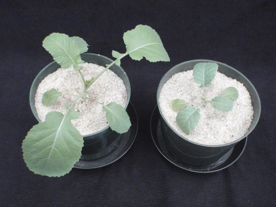 Comparison of phosphorus deficient versus non phosphorus deficient plants. Note specifically the severely stunted nature of the P deficient plant. 