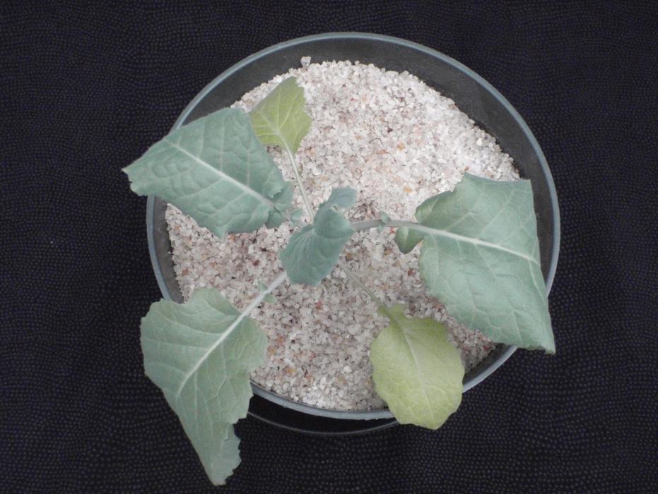 Early stage phosphorus deficiency