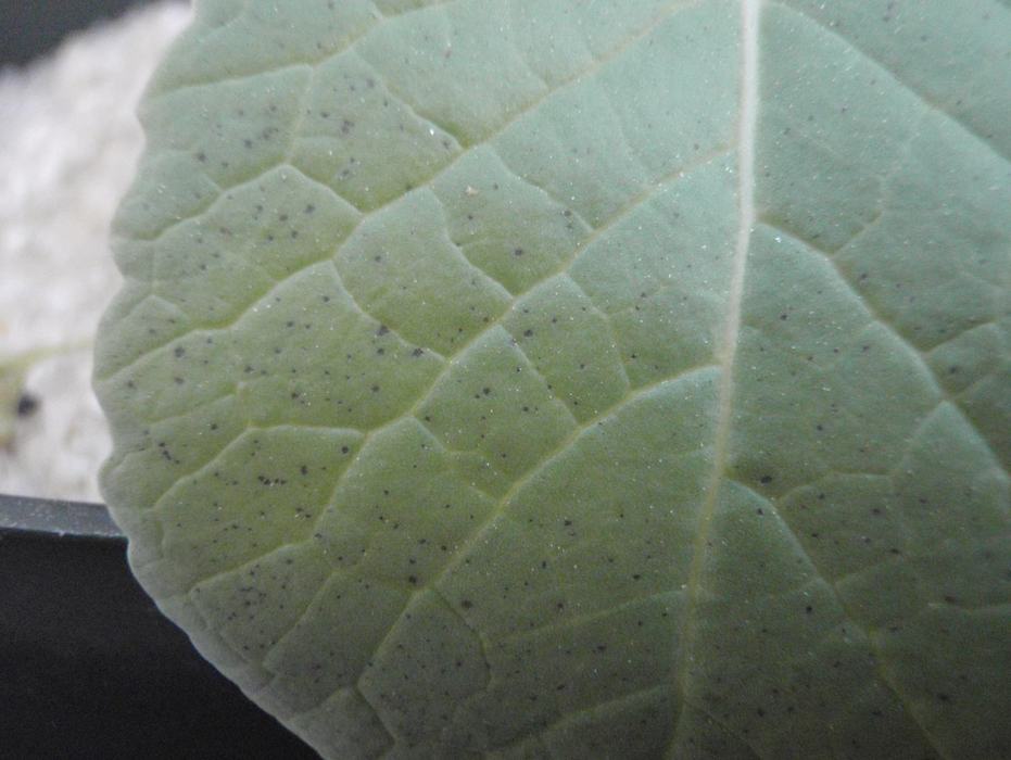  small, circular to angular black spots appeared on the lower foliage and were randomly distributed over the leaf surface.  This was a unique symptom seen in carinata and will aid in the identification of phosphorus deficiency.