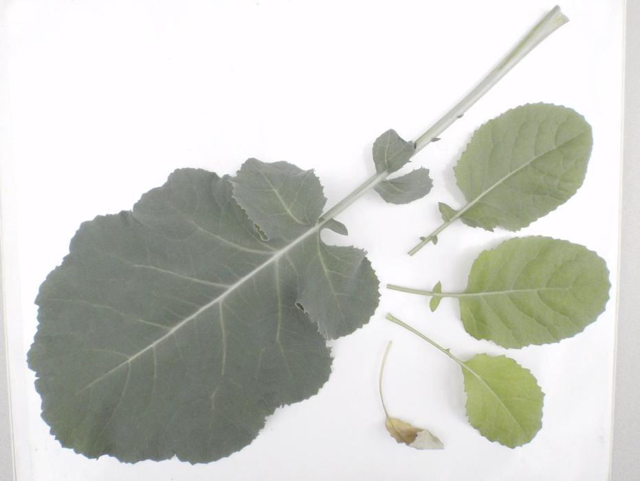 Leaves showing progression of phosphorus deficiency, compared to fully mature, healthy leaf. 