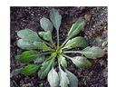 horseweed