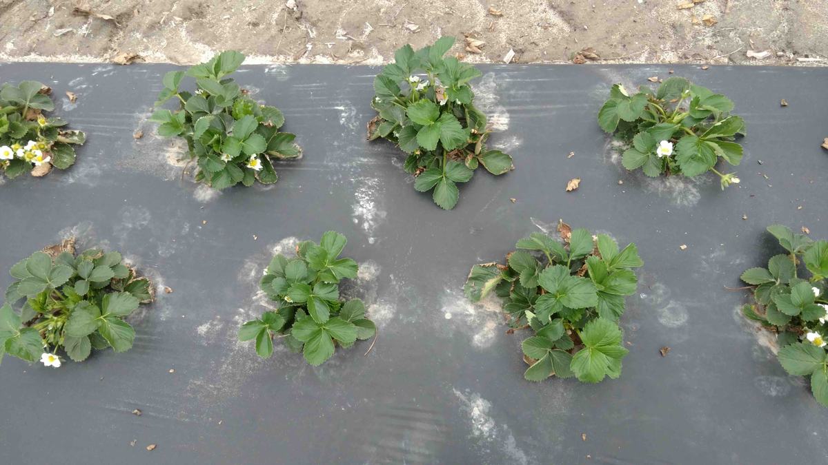 strawberry plants in rows
