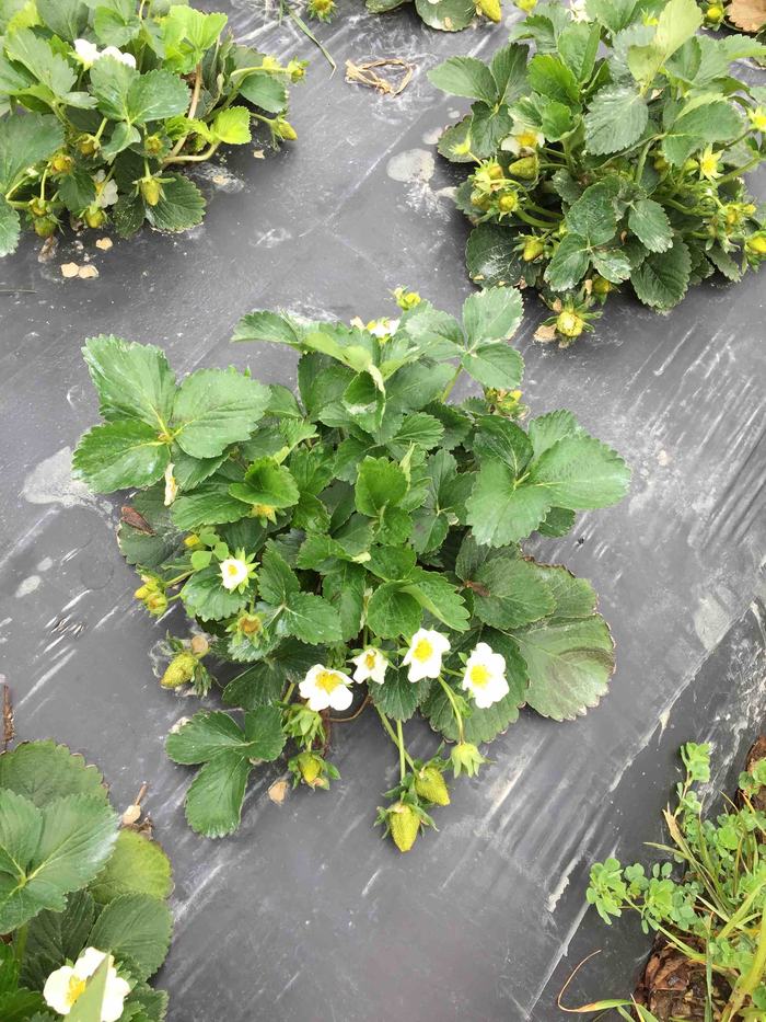 Strawberry plants with white blossoms and unripe green fruit on black plastic mulch