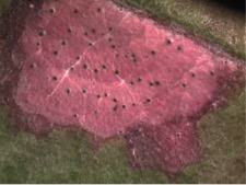 Pycnidia of Botryosphaeria obtusa