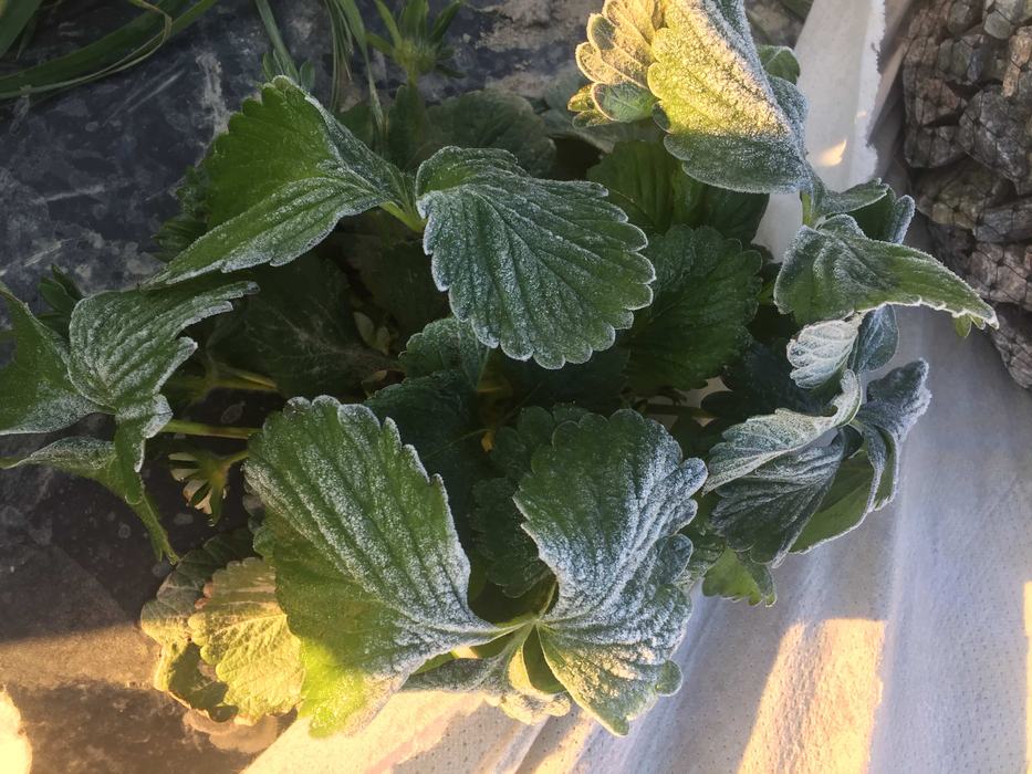 Strawberry plant leaves dusted with frost and morning sunlight