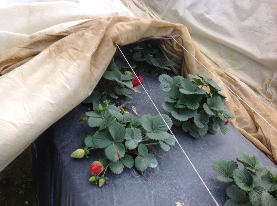 Strawberry plants under a fabric row cover with ripening strawberries and support twine