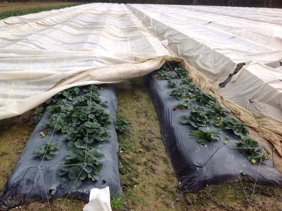 Strawberry rows covered by protective plastic sheets with visible plants and fruit