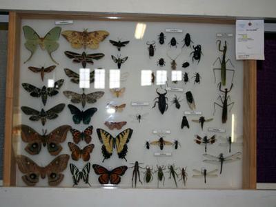 The butterflies and moths wings are spread using a special tool called a wing spreader.