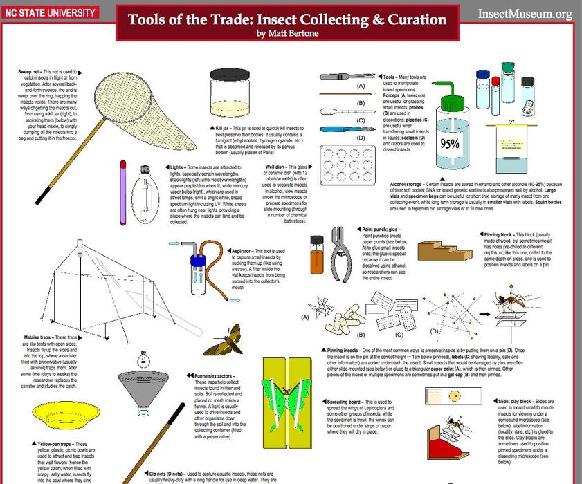 insect collection poster