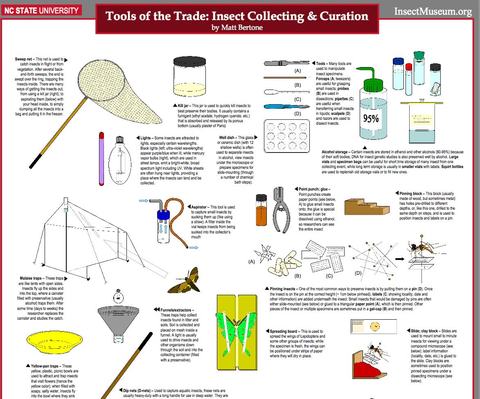insect collection poster