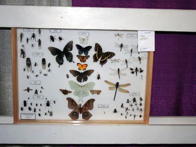 Be sure to label your insects