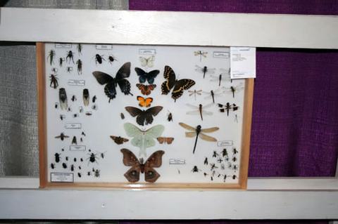 Be sure to label your insects