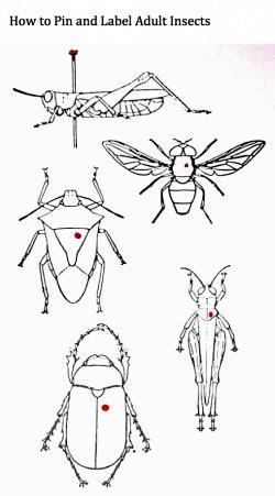 how to pin insects