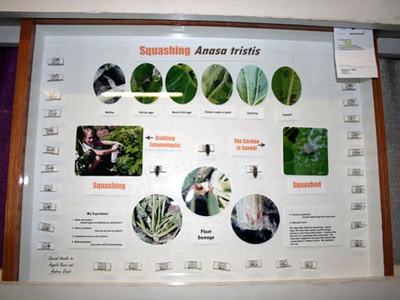 This is a submission in the Special Exhibit and told the story about squash bugs