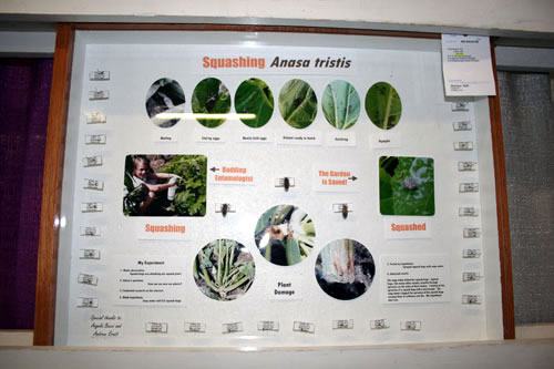 This is a submission in the Special Exhibit and told the story about squash bugs