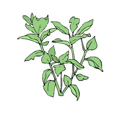 plant illustration