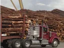 truck carrying load of timber driving through timber yard