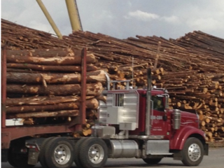 truck carrying load of timber driving through timber yard