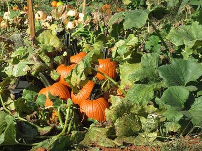 pumpkins in the field