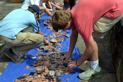 Stream sampling for macroinvertebrates