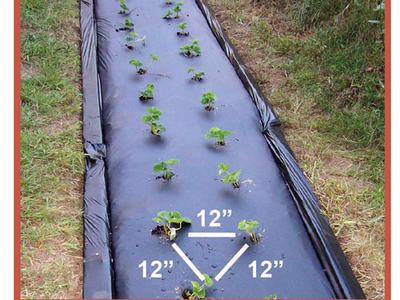 Spacing for strawberry planting