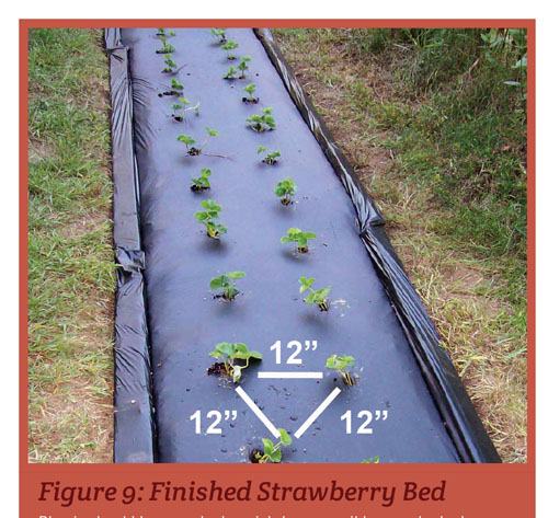 Spacing for strawberry planting