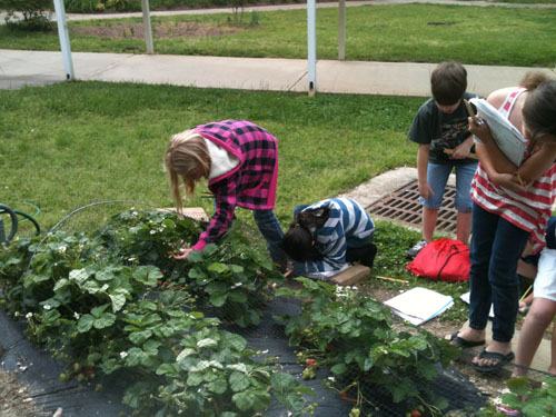 Making observations and measurements on strawberries