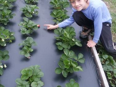 strawberries on plasticulture