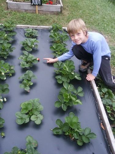 strawberries on plasticulture