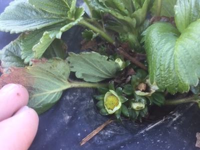strawberry plant