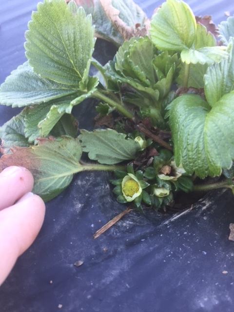 strawberry plant