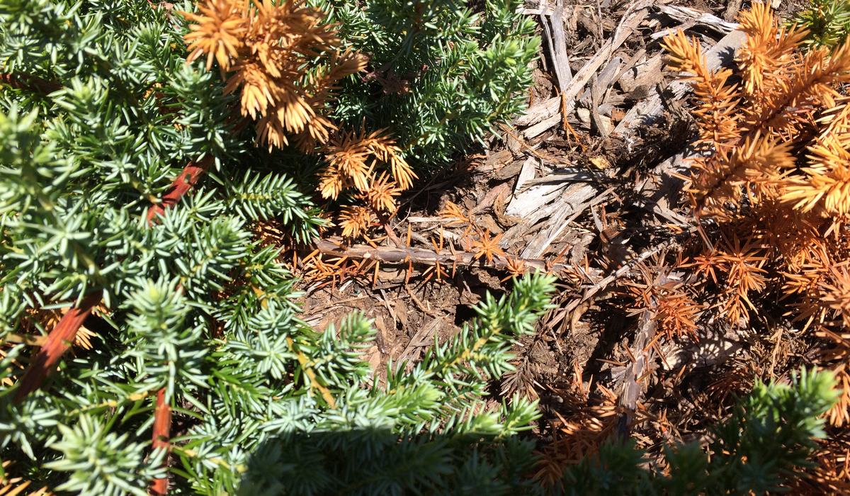 Pest Alert - Those Voracious Voles! - Henderson County Center | N.C ...