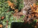 vole damage
