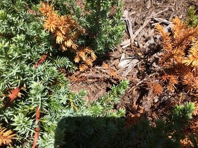 vole damage