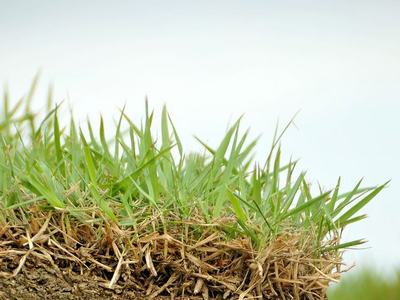 zoysia cross section