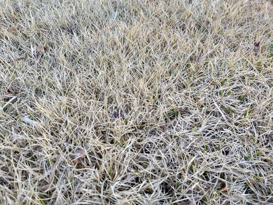 dormant zoysiagrass