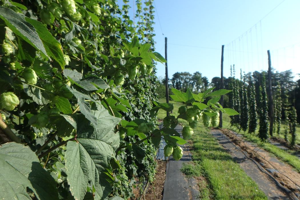 Hops growing in the variety trial in Mills River.