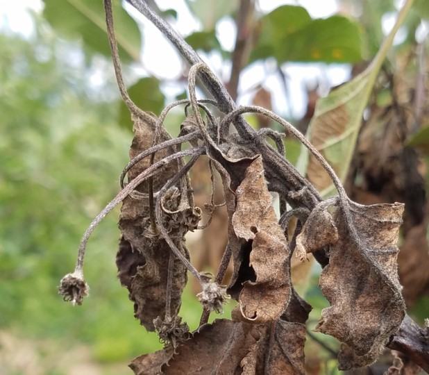 Blossom blight image