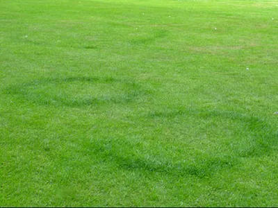 Fairy Ring